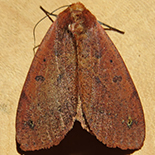 Stenopis maculata